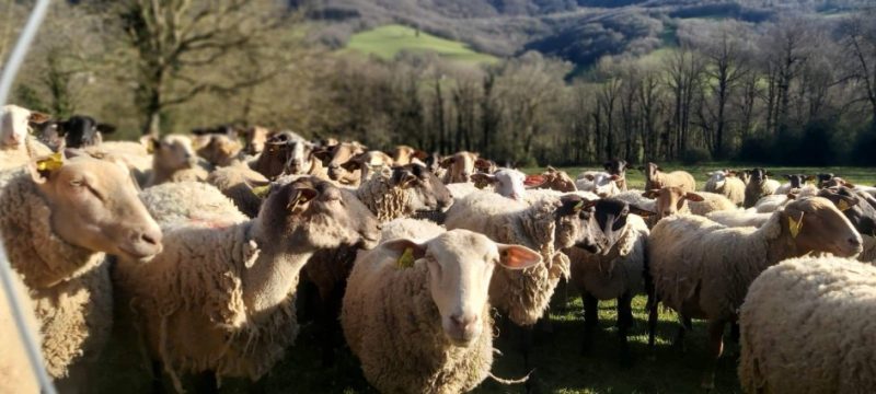 professionnel industriel de laine brute machine à laver/laine de mouton  ligne de production